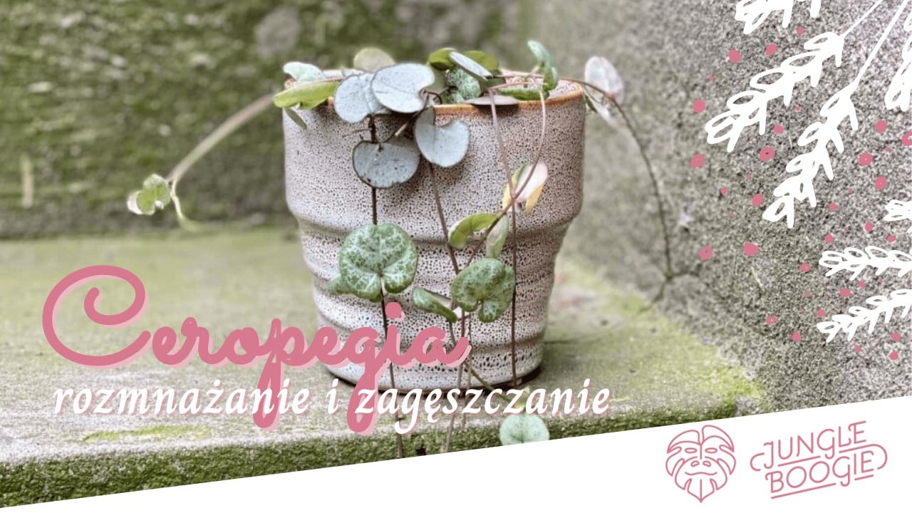 ceropegia woodii rozmnażanie i zagęszczanie