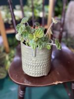 Zdjęcie doniczki Osłonka Makak zieleń 12x14 cm ujęcie 1