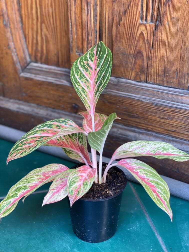 aglaonema-red-ruby_11x40-0.jpg Zdjęcie rośliny Aglaonema Red Ruby ujęcie 1