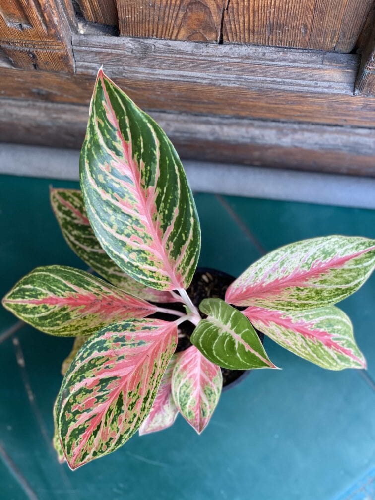 Zdjęcie rośliny Aglaonema Red Ruby ujęcie 2