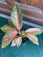 Zdjęcie rośliny Aglaonema Red Ruby ujęcie 3