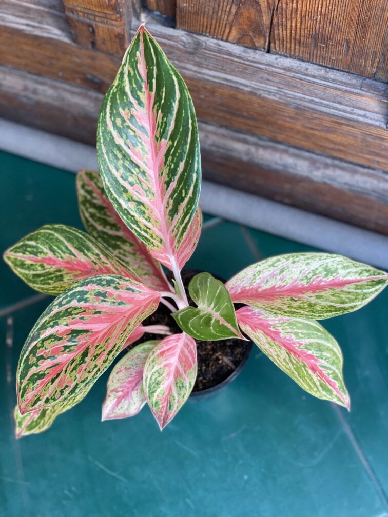 Zdjęcie rośliny Aglaonema Red Ruby ujęcie 3