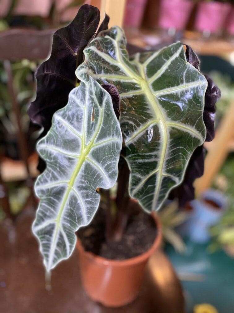 alocasia-polly_16x50-0.jpg Zdjęcie rośliny Alocasia Polly ujęcie 1