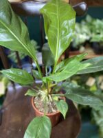 Zdjęcie rośliny Anthurium Ellipticum Jungle Bush ujęcie 2