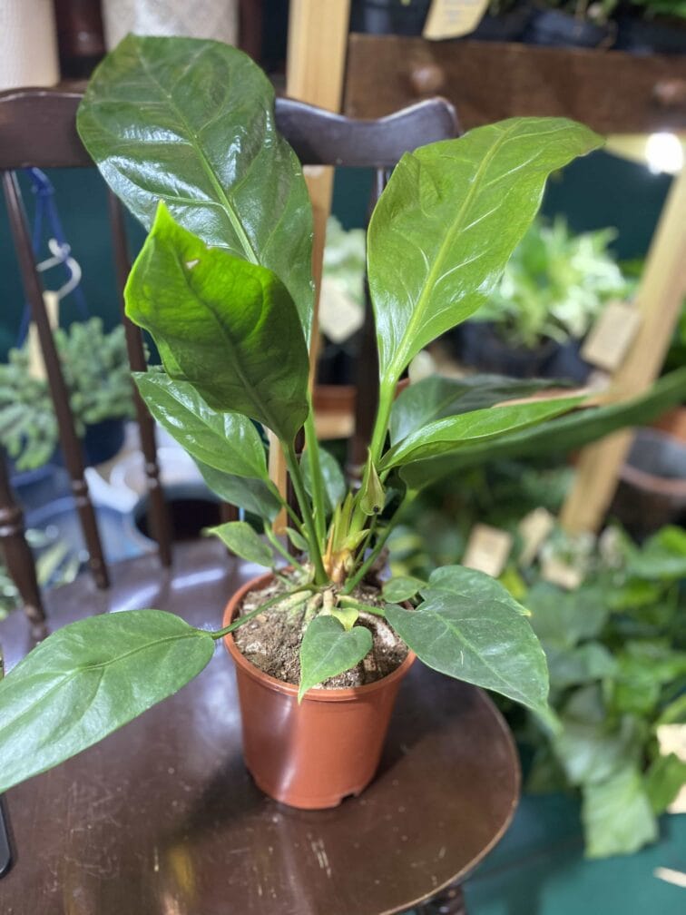 Zdjęcie rośliny Anthurium Ellipticum Jungle Bush ujęcie 3
