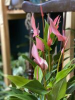 Zdjęcie rośliny Anthurium Lilian ujęcie 1