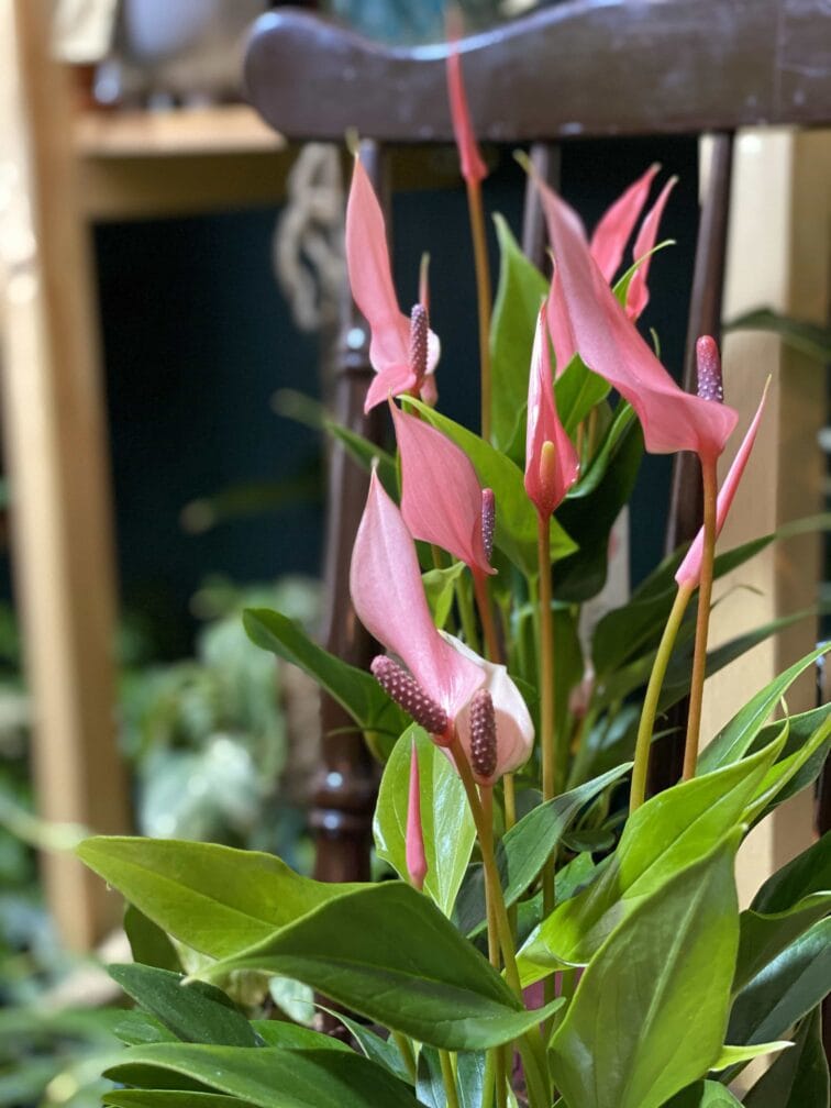 Zdjęcie rośliny Anthurium Lilian ujęcie 1