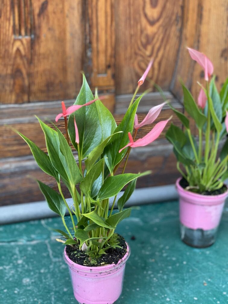 Zdjęcie rośliny Anthurium Lilian ujęcie 2