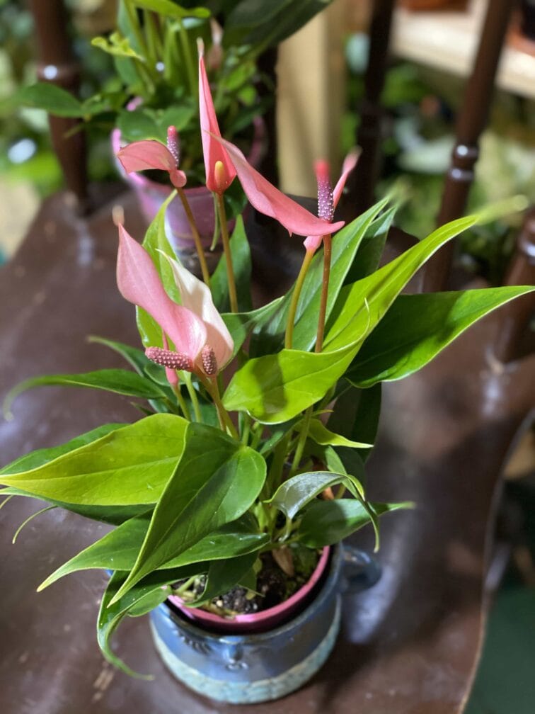 Zdjęcie rośliny Anthurium Lilian ujęcie 3
