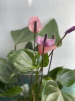 Zdjęcie rośliny Anthurium Purple Fiorino ujęcie 1