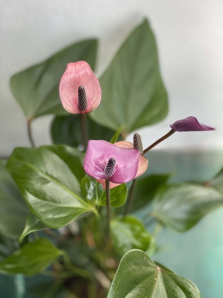 Zdjęcie rośliny Anthurium Purple Fiorino ujęcie 2