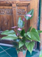 Zdjęcie rośliny Anthurium Purple Fiorino ujęcie 3