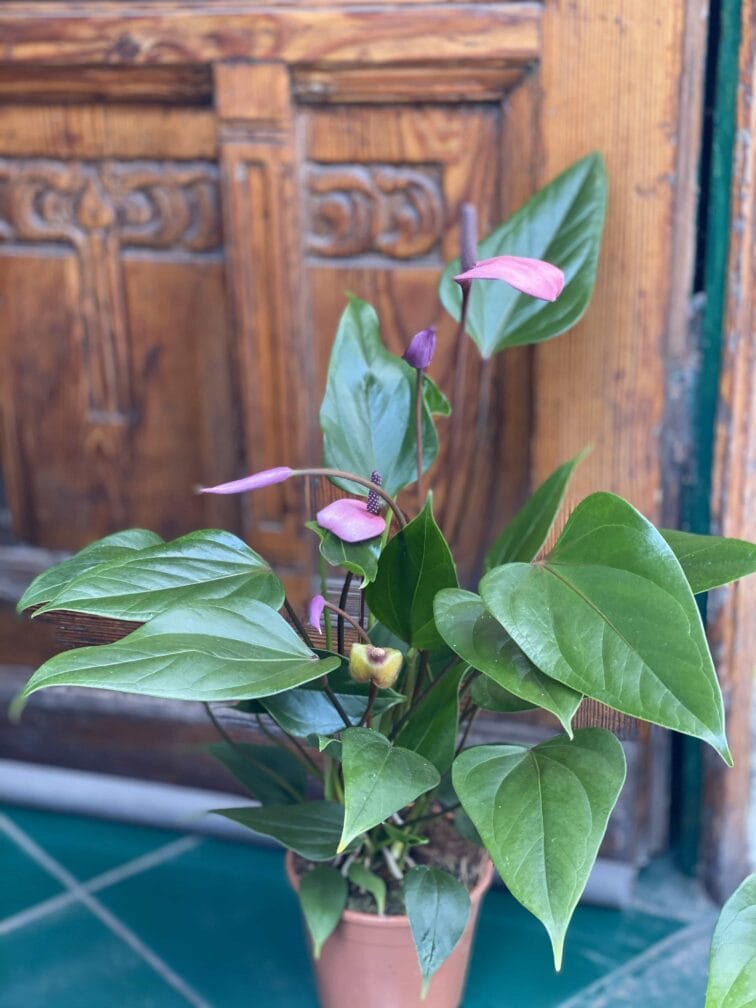 Zdjęcie rośliny Anthurium Purple Fiorino ujęcie 3