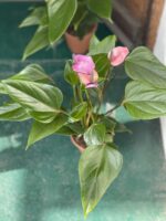 Zdjęcie rośliny Anthurium Purple Fiorino ujęcie 4