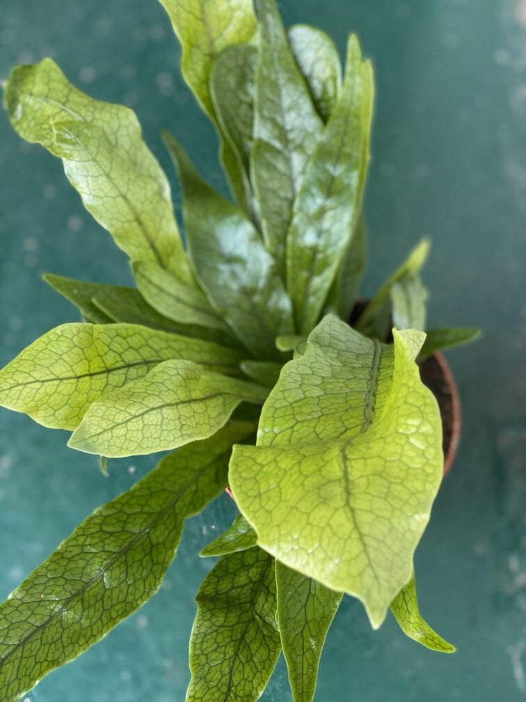 asplenium-crocodilus_10x30-0.jpg Zdjęcie rośliny Asplenium Crocodilus ujęcie 1