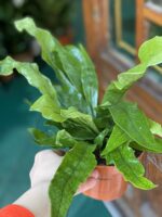 Zdjęcie rośliny Asplenium Crocodilus ujęcie 2