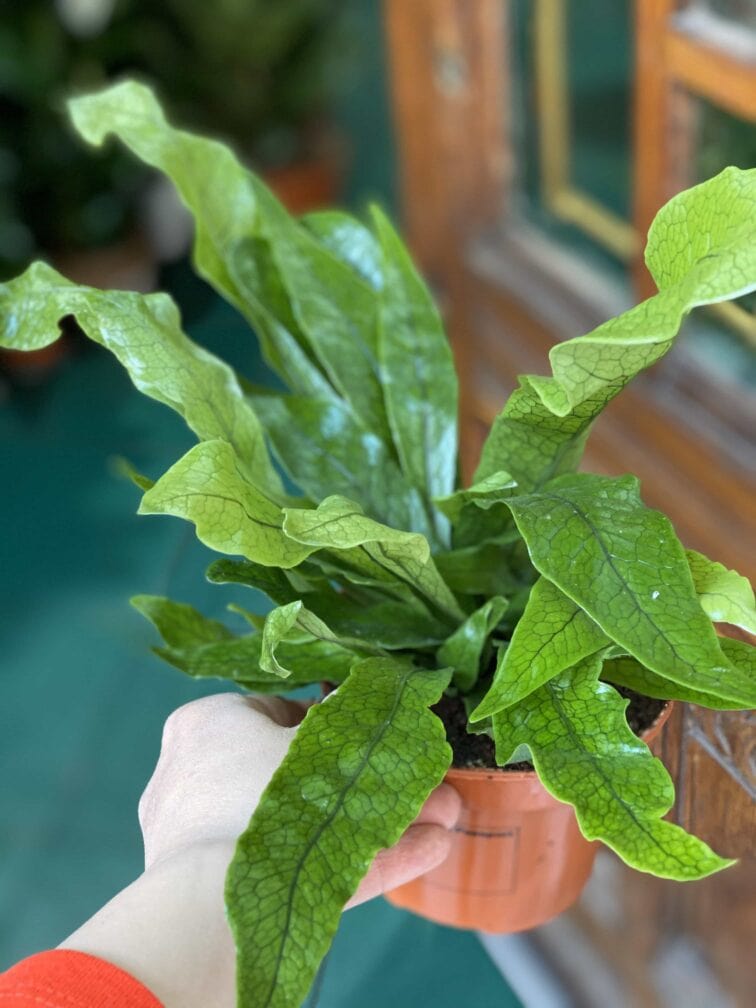Zdjęcie rośliny Asplenium Crocodilus ujęcie 2