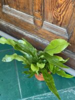 Zdjęcie rośliny Asplenium Crocodilus ujęcie 3