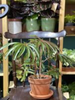 Zdjęcie rośliny Begonia Luxurians ujęcie 1