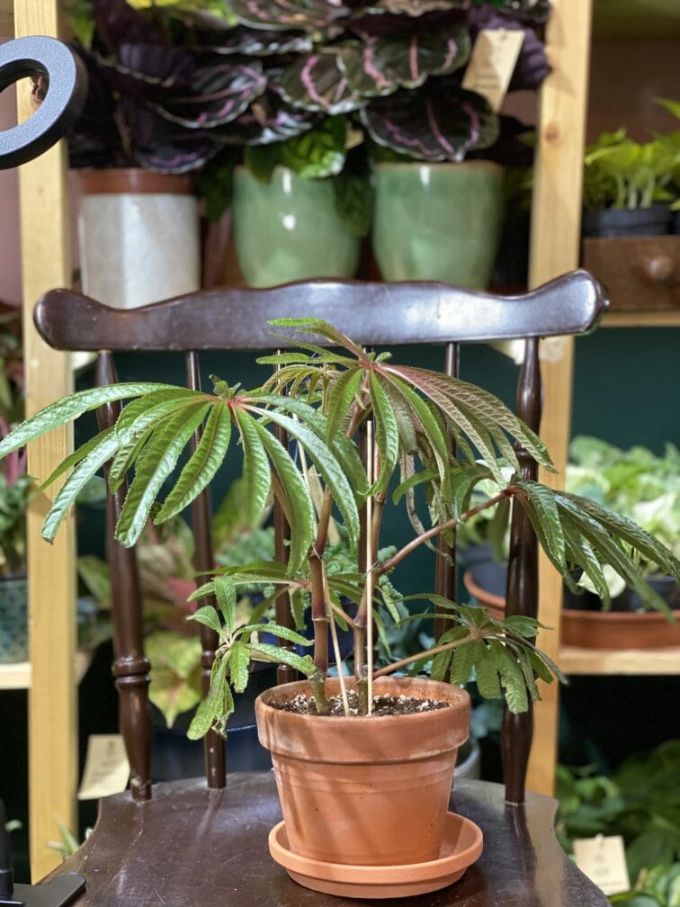 Zdjęcie rośliny Begonia Luxurians ujęcie 1