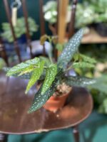Zdjęcie rośliny Begonia Tamaya ujęcie 2