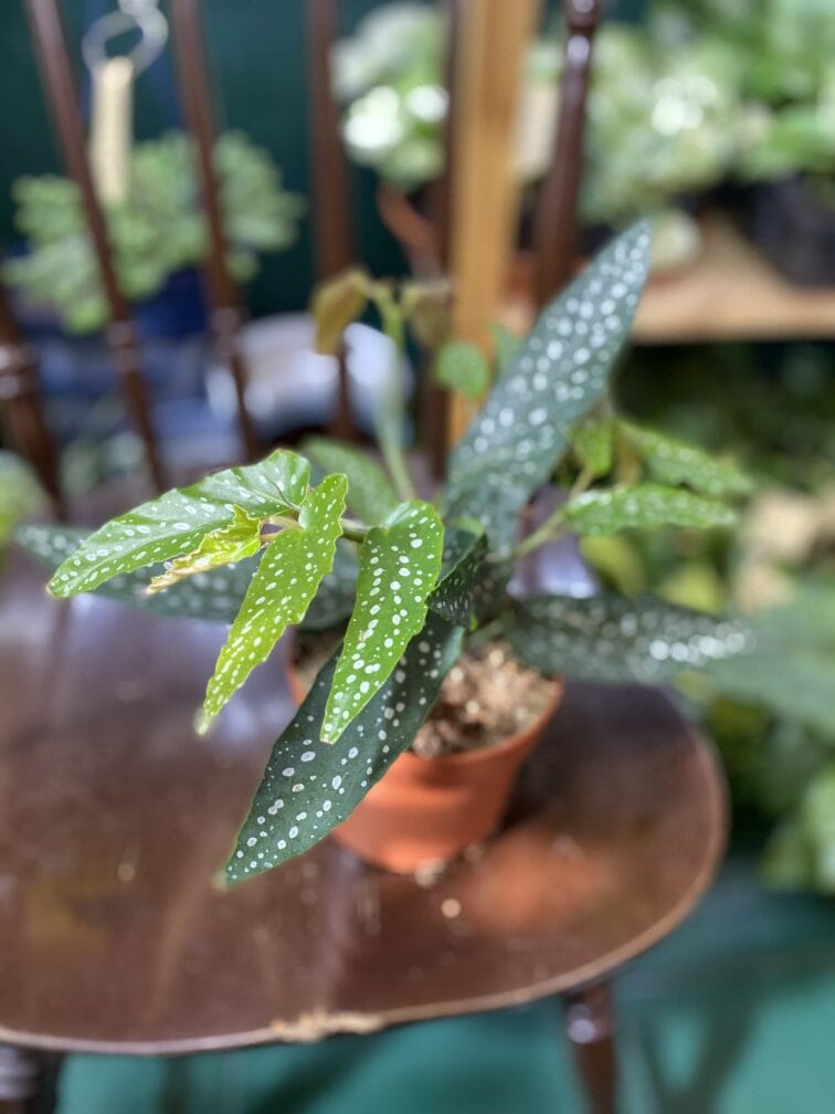 Zdjęcie rośliny Begonia Tamaya ujęcie 2