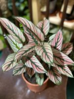 Zdjęcie rośliny Calathea White Star ujęcie 1