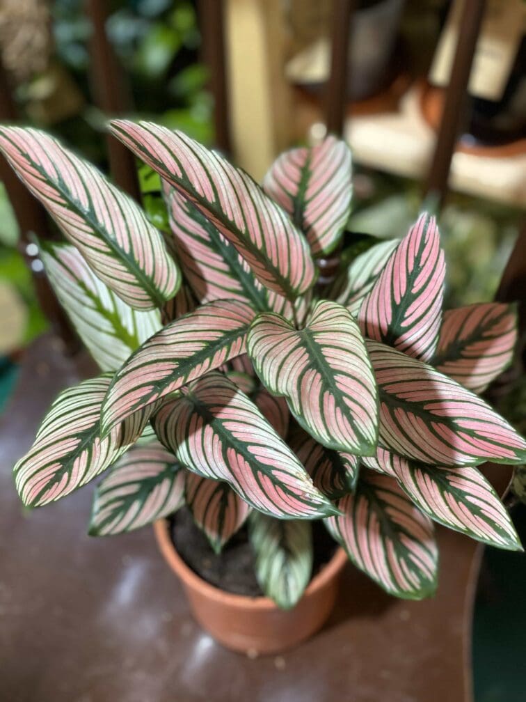 calathea-white-star_12x43-0.jpg Zdjęcie rośliny Calathea White Star ujęcie 1