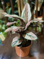 Zdjęcie rośliny Calathea White Star ujęcie 2