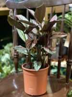 Zdjęcie rośliny Calathea White Star ujęcie 3