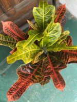 Zdjęcie rośliny Codiaeum Variegatum (Kroton) ujęcie 1