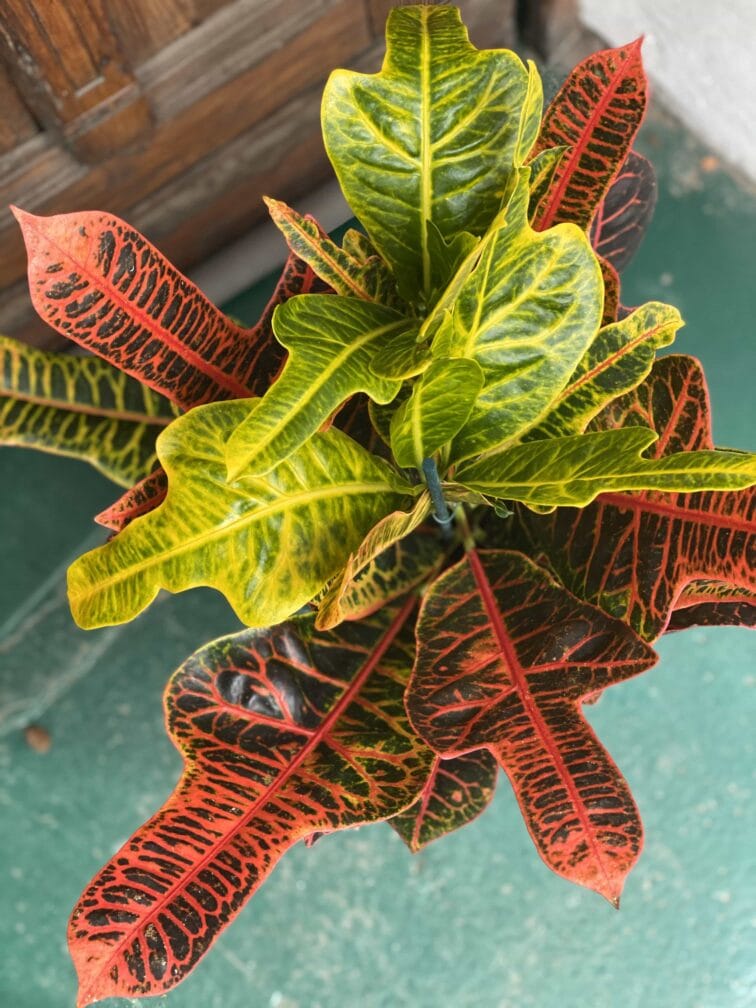 Zdjęcie rośliny Codiaeum Variegatum (Kroton) ujęcie 1