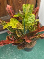 Zdjęcie rośliny Codiaeum Variegatum (Kroton) ujęcie 2