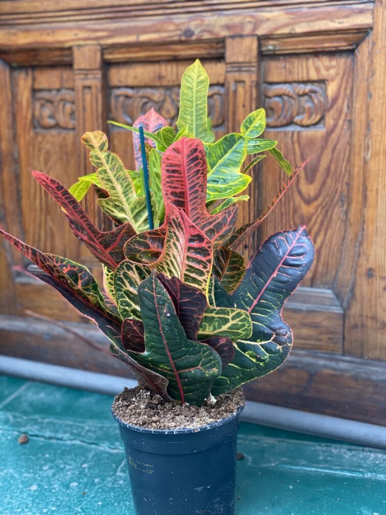 Zdjęcie rośliny Codiaeum Variegatum (Kroton) ujęcie 3