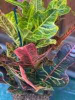 Zdjęcie rośliny Codiaeum Variegatum (Kroton) ujęcie 4