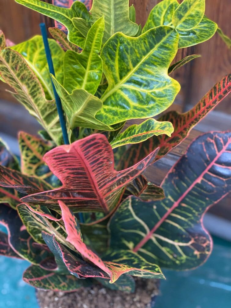 Zdjęcie rośliny Codiaeum Variegatum (Kroton) ujęcie 4