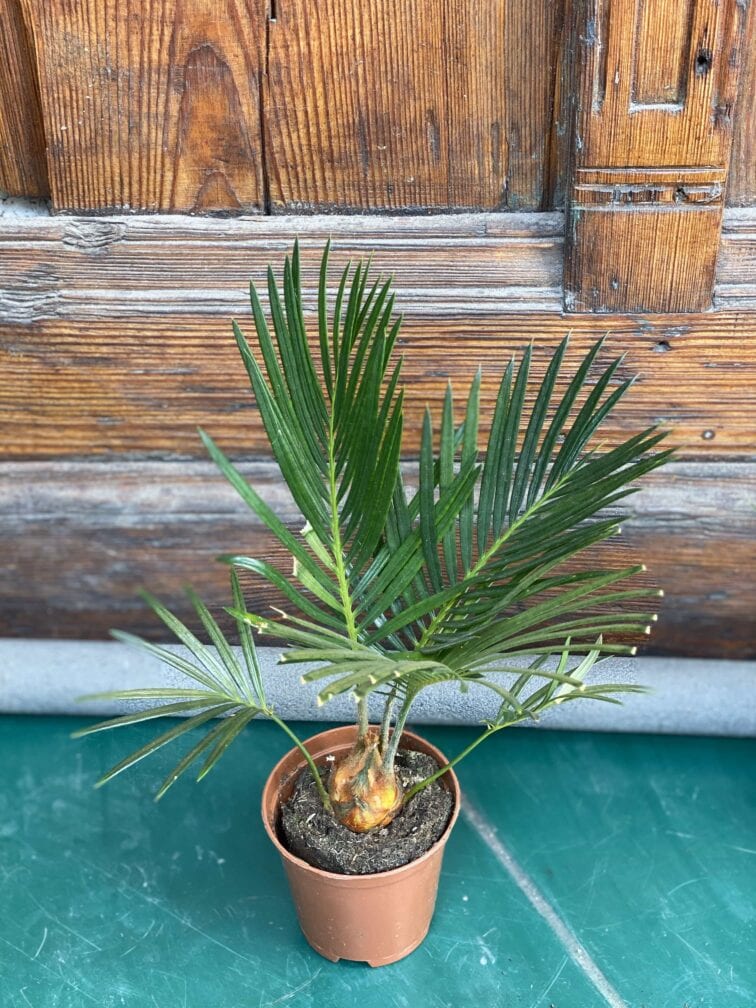 cycas-revoluta_7x30-0.jpg Zdjęcie rośliny Cycas Revoluta ujęcie 1