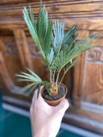 Zdjęcie rośliny Cycas Revoluta ujęcie 2