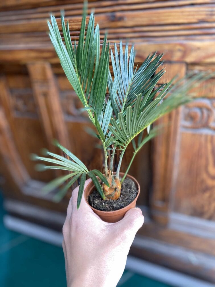 Zdjęcie rośliny Cycas Revoluta ujęcie 2