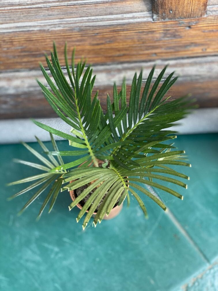Zdjęcie rośliny Cycas Revoluta ujęcie 3