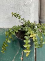 Zdjęcie rośliny Dischidia Ruscifolia ujęcie 1