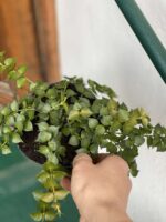 Zdjęcie rośliny Dischidia Ruscifolia ujęcie 2