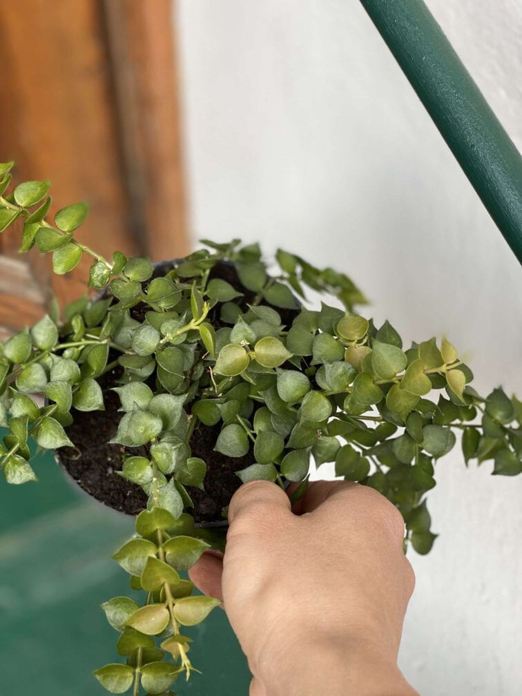 Zdjęcie rośliny Dischidia Ruscifolia ujęcie 2