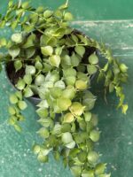 Zdjęcie rośliny Dischidia Ruscifolia ujęcie 3