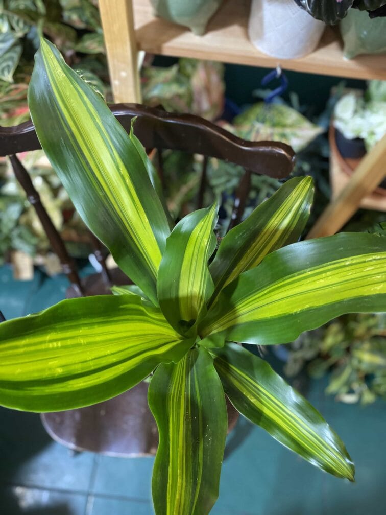 Zdjęcie rośliny Dracena Cintho ujęcie 1