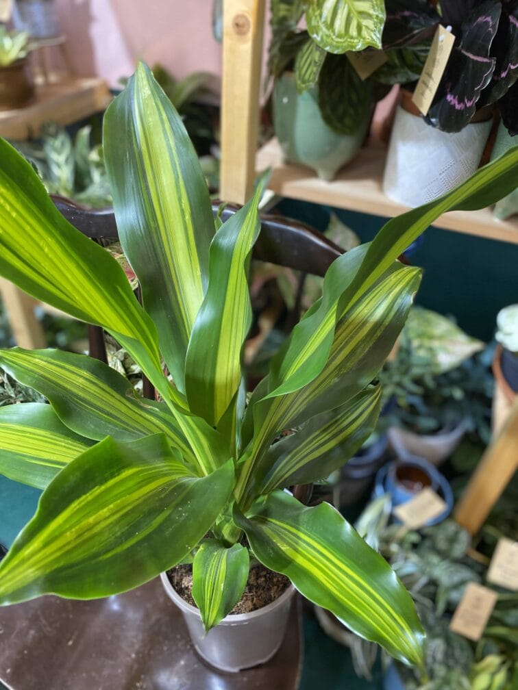 Zdjęcie rośliny Dracena Cintho ujęcie 2