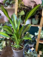 Zdjęcie rośliny Dracena Cintho ujęcie 3