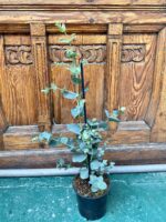 Zdjęcie rośliny Eucalyptus Gunnii (Eucaliptus) ujęcie 1