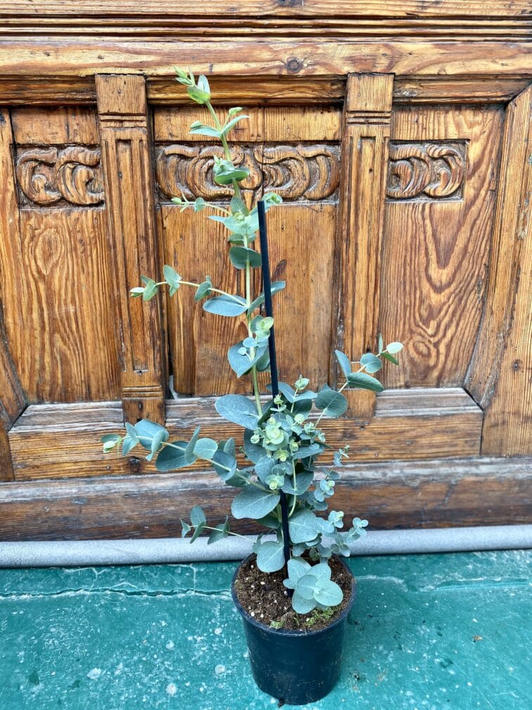 Zdjęcie rośliny Eucalyptus Gunnii (Eucaliptus) ujęcie 1