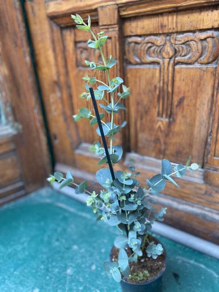 Zdjęcie rośliny Eucalyptus Gunnii (Eucaliptus) ujęcie 2